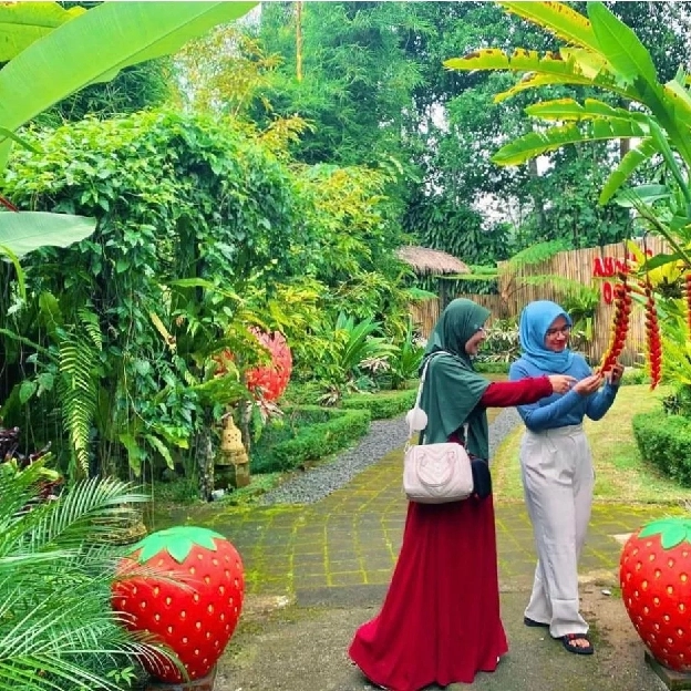 tanah agrowisata  kebun strobery luas 5050 m2 masih aktif di kawasan bangli 