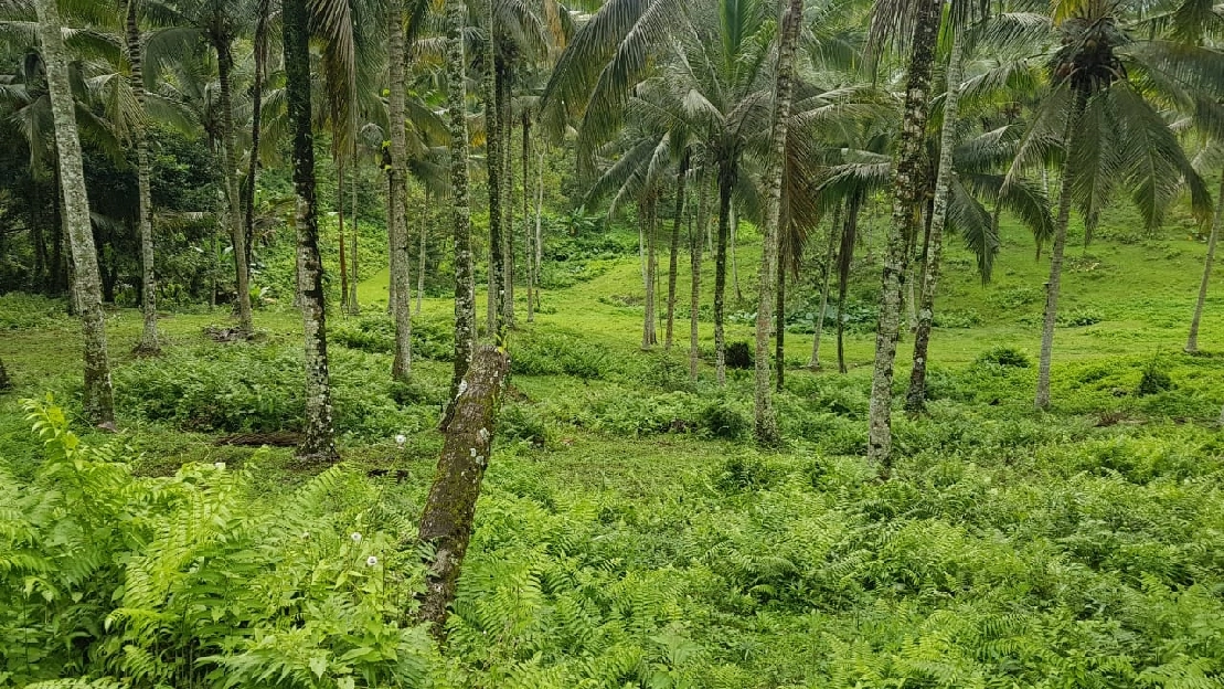 jual tanah  perkebunan ladang di selemadeg barat Tabanan  