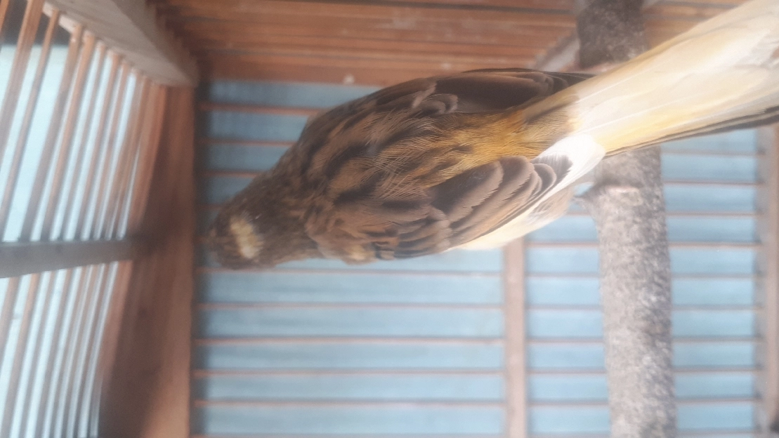 Burung Kenari Kalitan Malang