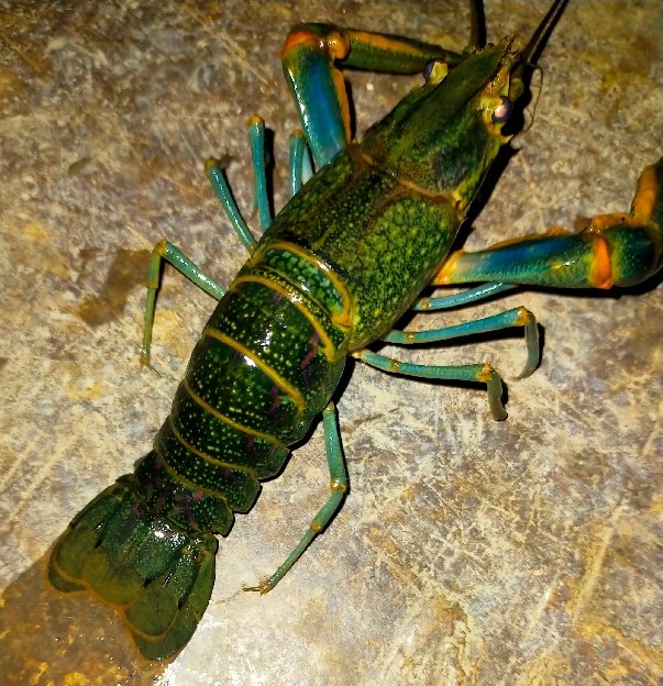 lobster air tawar 