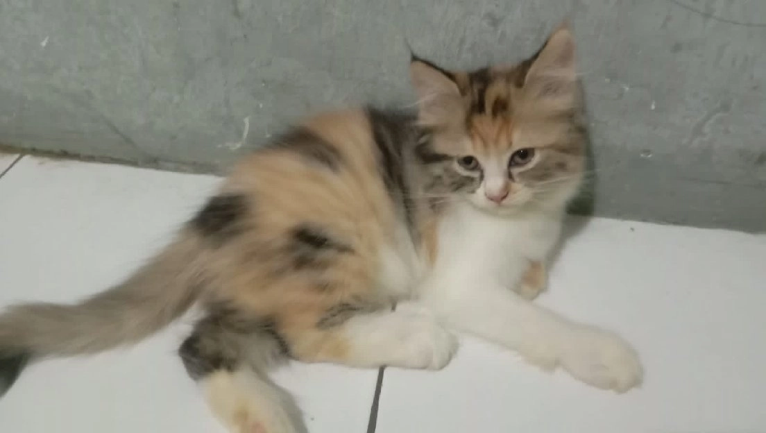 Kucing Anggora Persia 