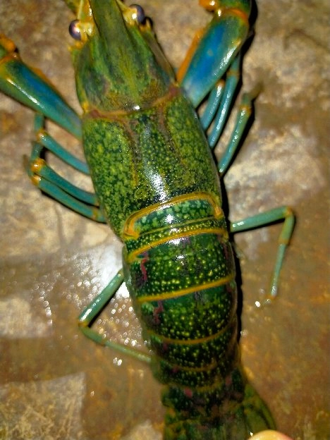lobster air tawar/set