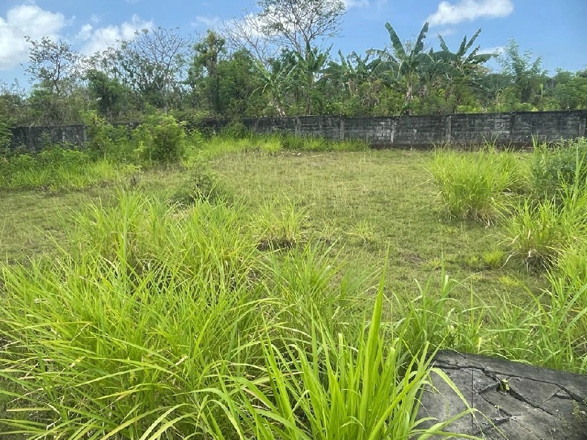 jual tanah luas 553m2 di jalan pantai Balangan jimbaran Kuta Badung 