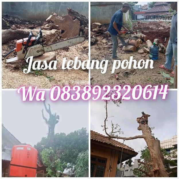 jasa tebang pohon 