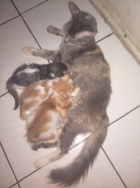 LEPAS KUCING PERSIA FEMALE USIA 25BLN NAN.