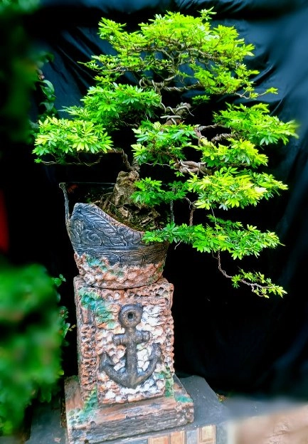 bonsai kimeng.sancang.kaliandra.dolar