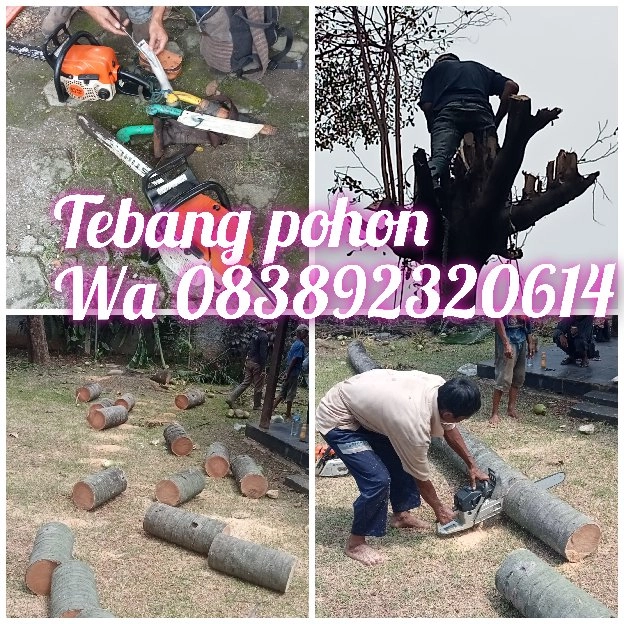 jasa tebang pohon 