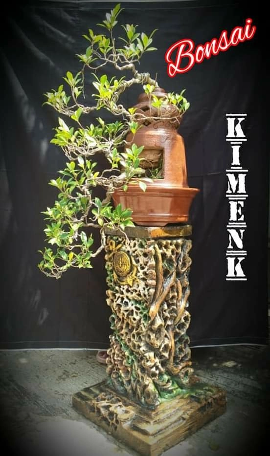 bonsai kimeng.sancang.kaliandra.dolar