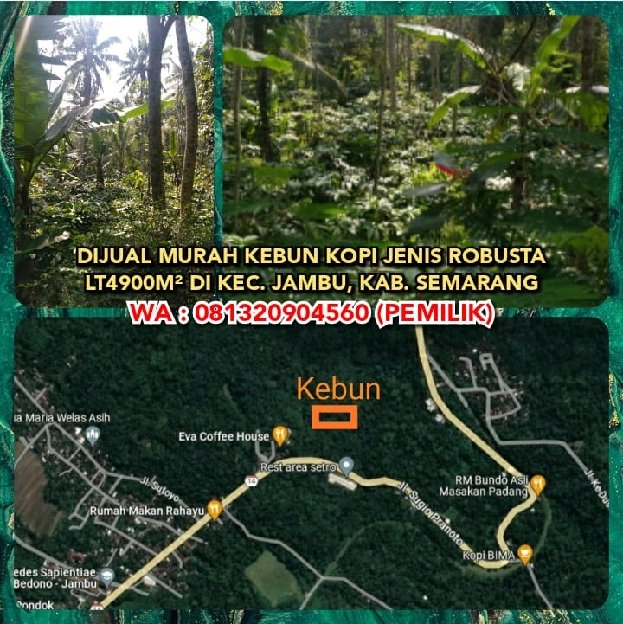 TANAH DIJUAL : DIJUAL MURAH KEBUN KOPI JENIS ROBUSTA LT4900M² DI KEC. JAMBU, SEMARANG KABUPATEN