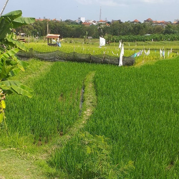 Dikontrakan 12 are, Jl. Bedugul Raya Canggu Kerobokan Utara Kantor CAMAT Kuta Utara