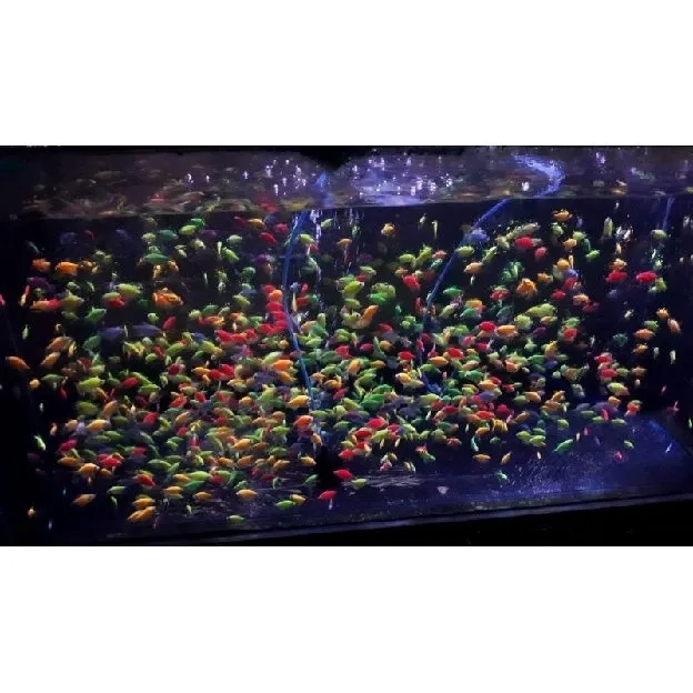 Dekorasi akuarium glowfish termurah