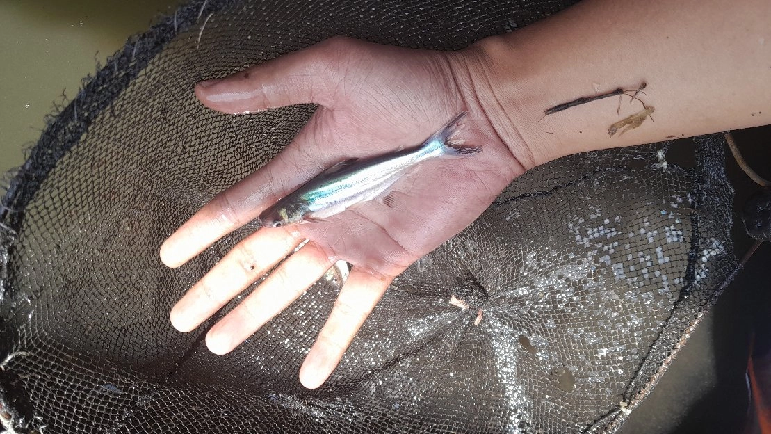 bibit ikan patin ukuran 8 sampai 10 cm