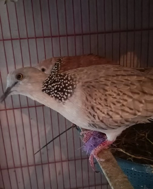 Burung derkuku warna silver kalung hitam