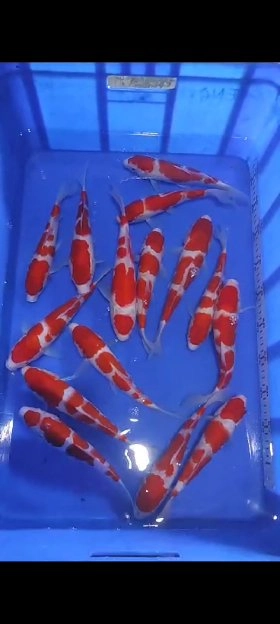 ikan koi sesuai foto bisa cod 25cm