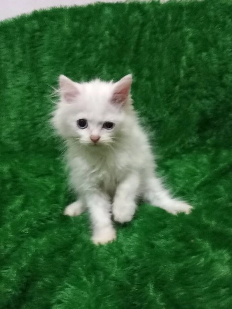 Kucing Persia Kitten Jantan