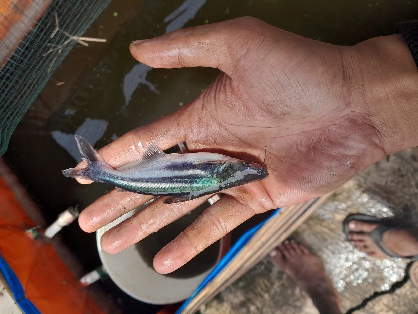 bibit ikan patin ukuran 8 sampai 10 cm