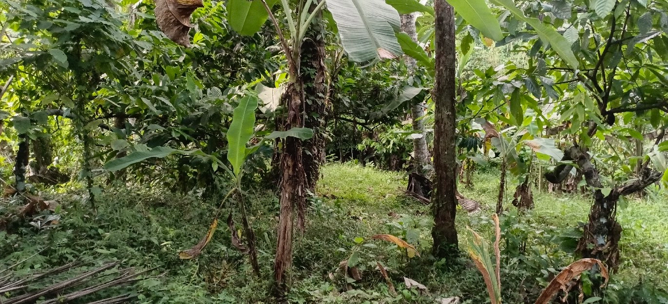 tanah kebun los sungai view abadi di bali