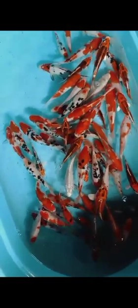 ikan koi f1 mix harga 25rb per ekor