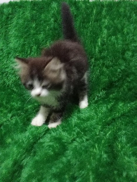 Kucing Persia Kitten Jantan