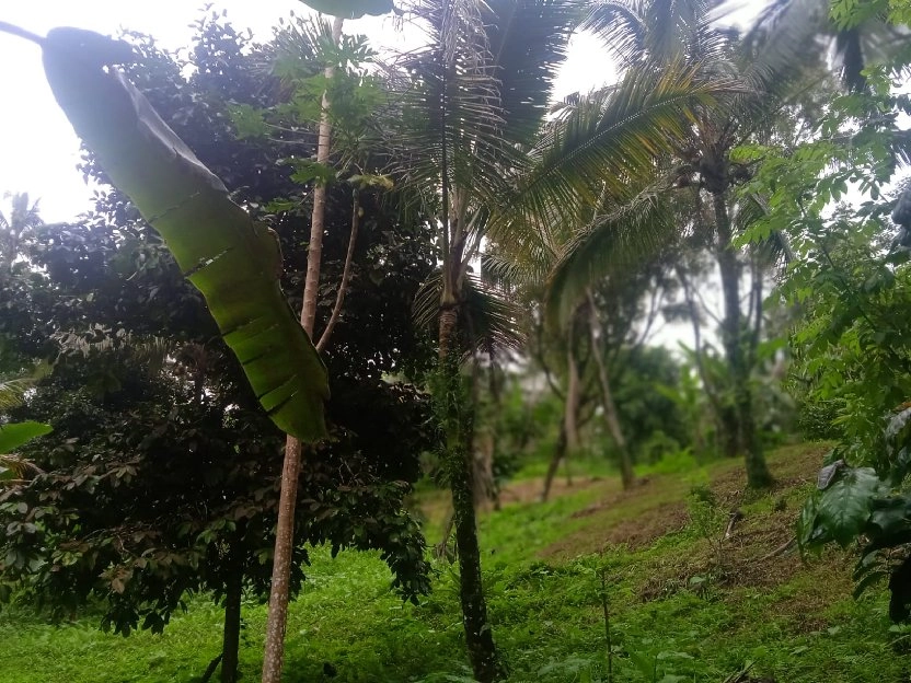 tanah kebun buah isi mata air di tabanan bali