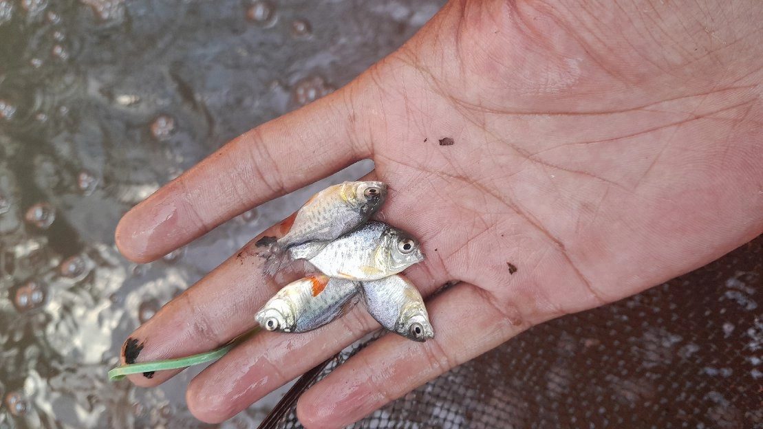 bibit ikan bawal