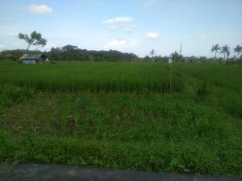 Dijual 33,7 are, Jl. Raya Angataka Sibang Gede Abiansemal Badung