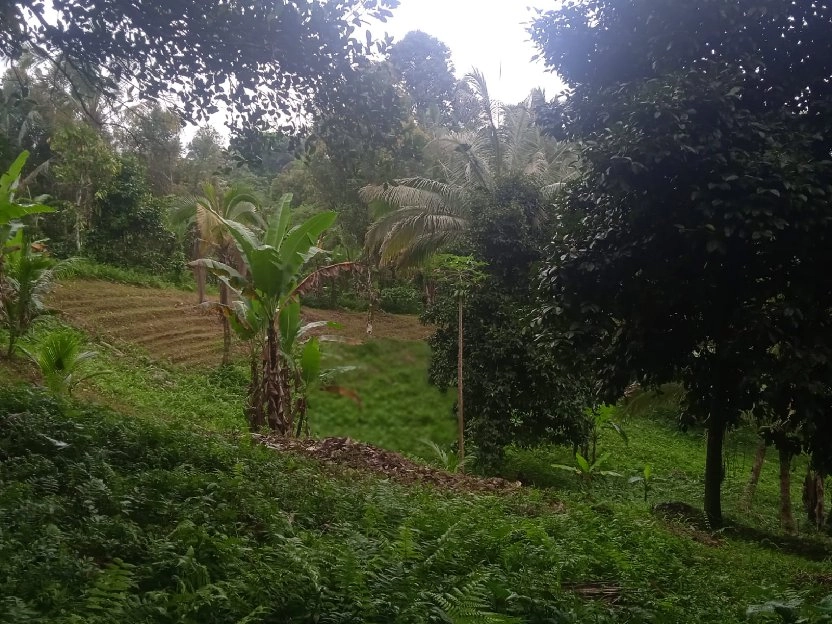 tanah kebun buah isi mata air di tabanan bali