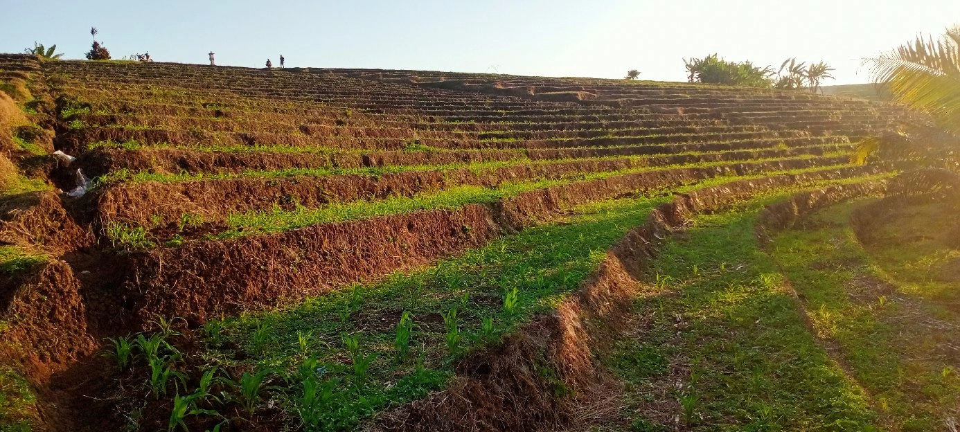 tanah sawah 