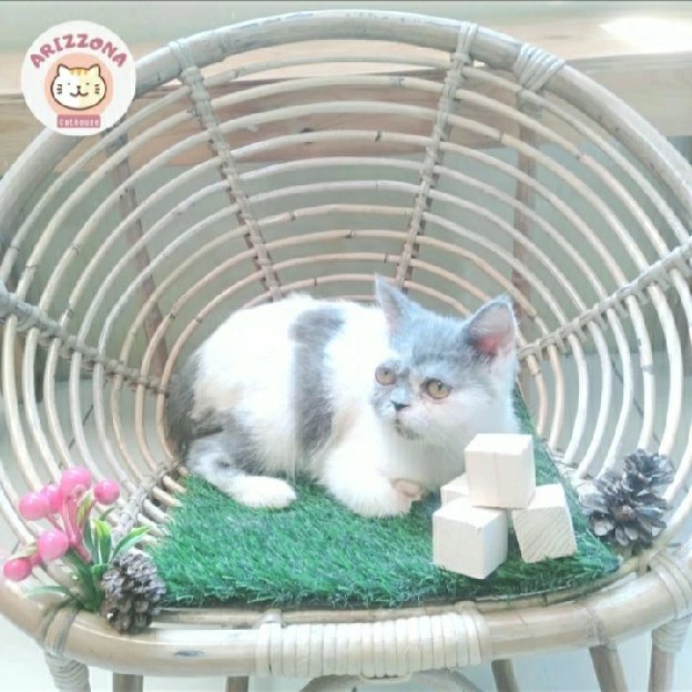 kucing exotic shorthair abu abu putih