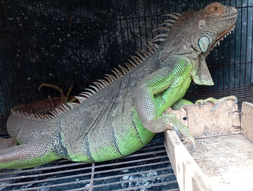 IGUANA GREEN BETINA