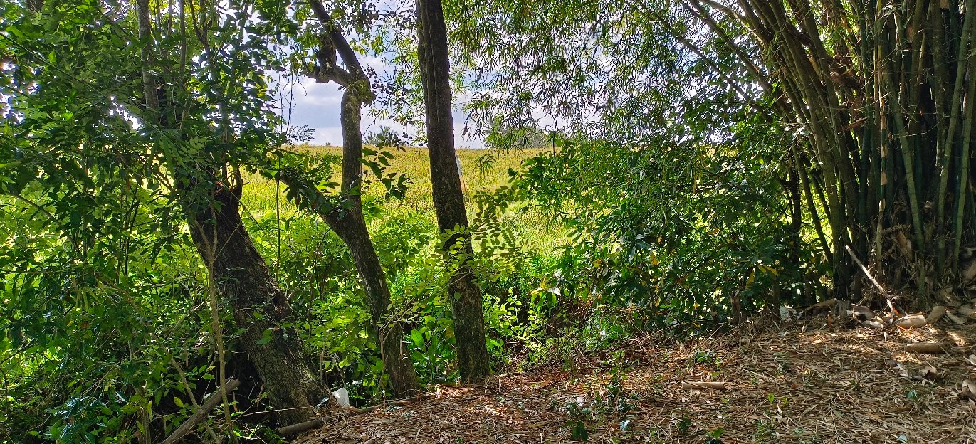 tanah kebun los sungai view sawah dekat pantai