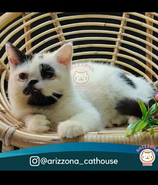 kucing kitten exotic shorthair,white black jantan