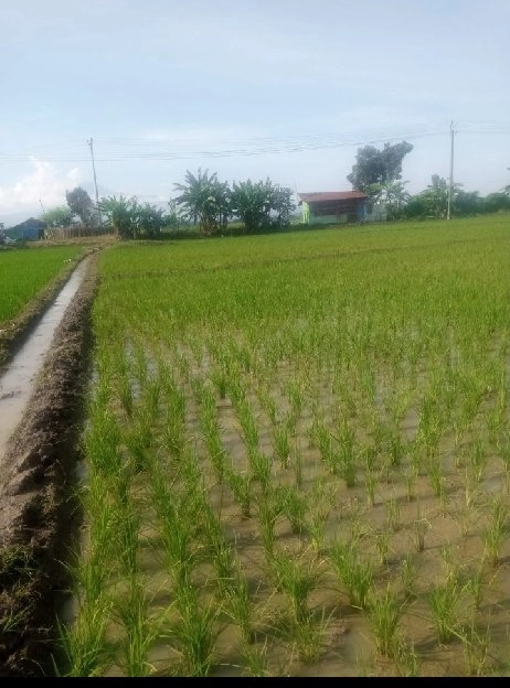 DIJUAL MURAH TANAH SAWAH LOKASI STRATEGIS