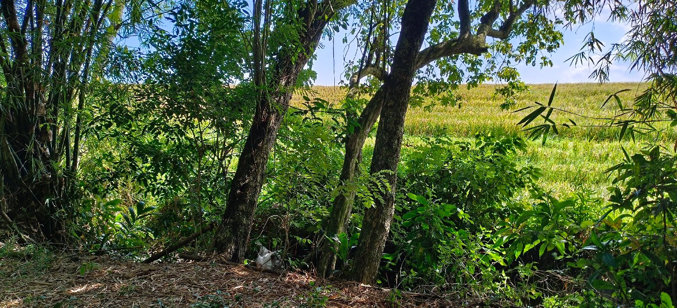 tanah kebun los sungai view sawah dekat pantai