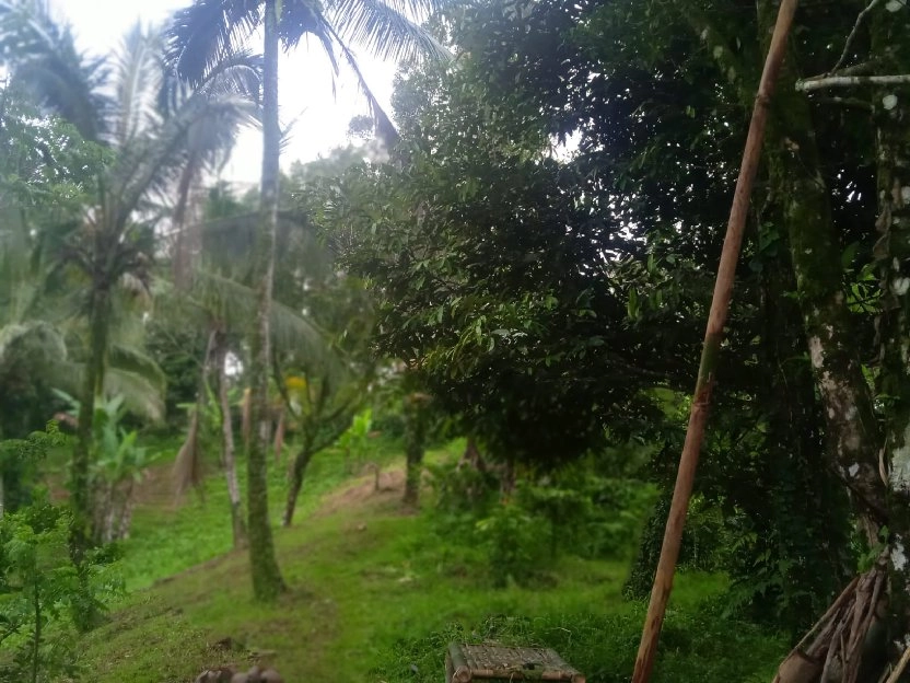 tanah kebun buah isi mata air di tabanan bali