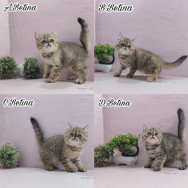 kucing kitten ras persia exotic peaknose golden