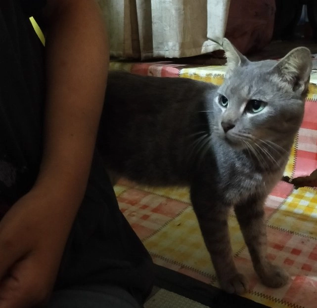 kucing busok raas asli indonesia.