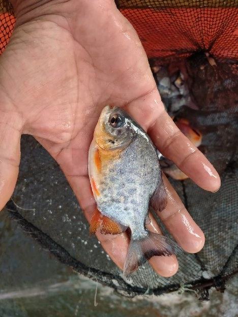 bibit ikan bawal