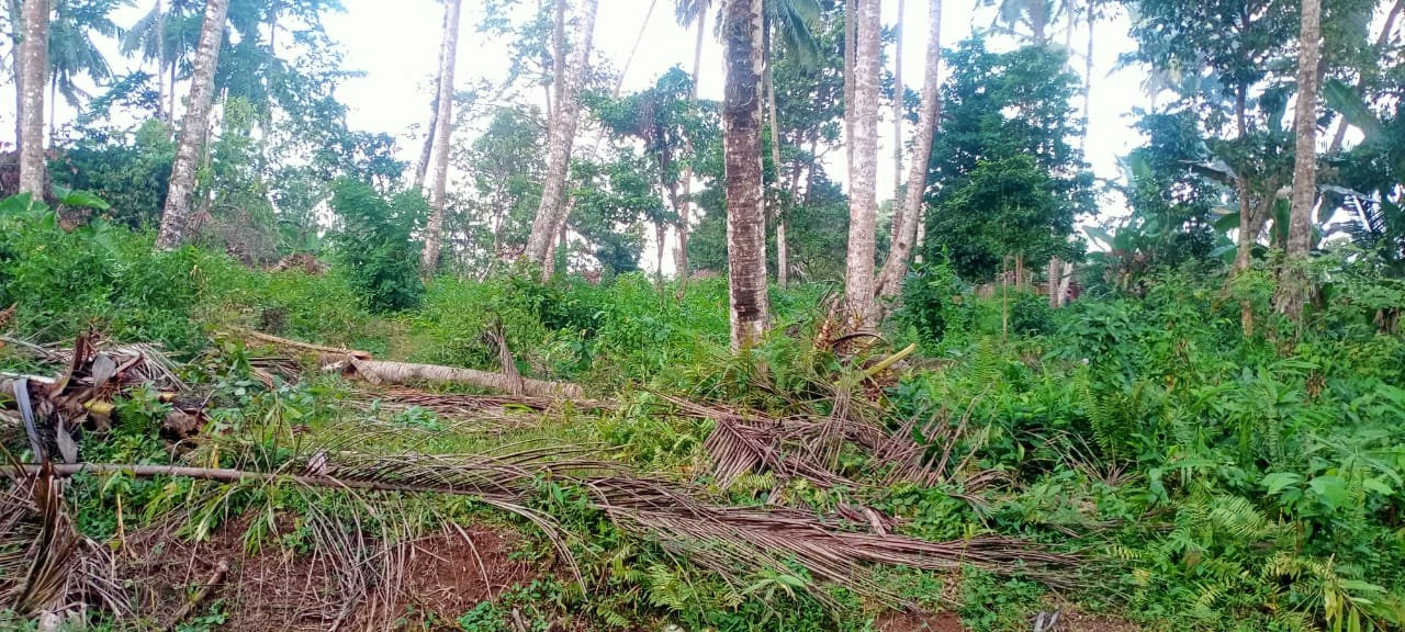 tanah kebun luasan kecil