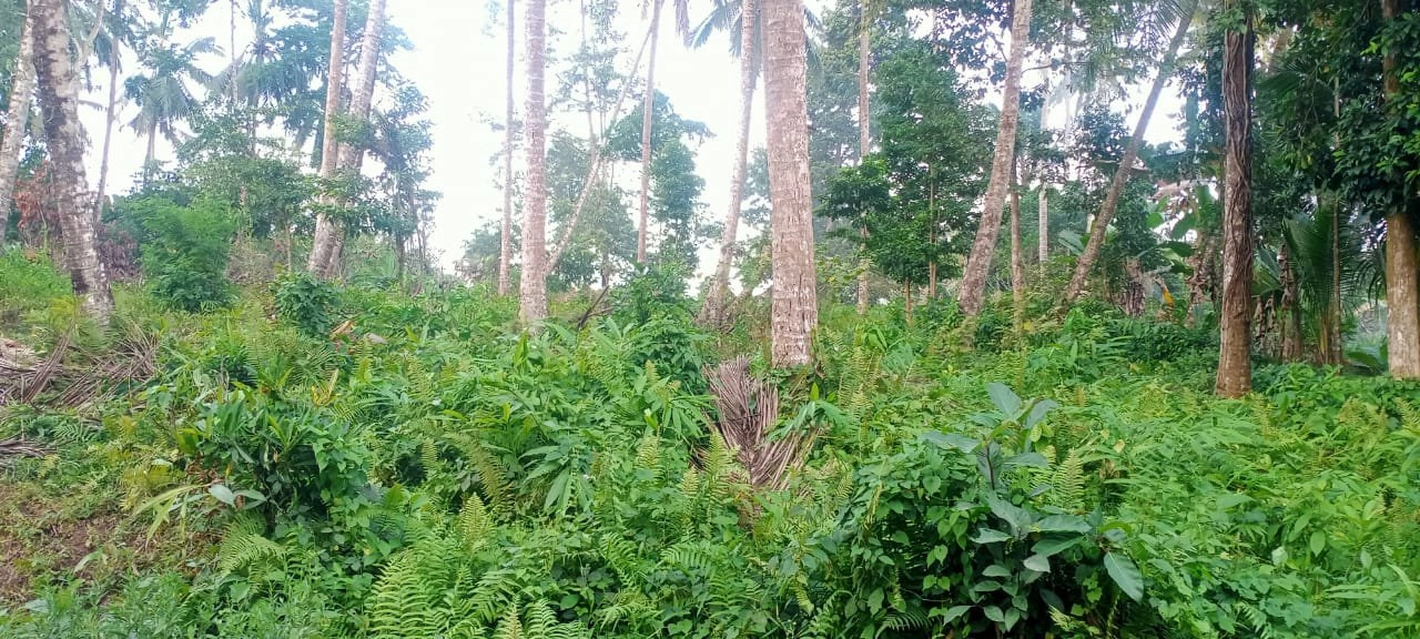 tanah kebun luasan kecil