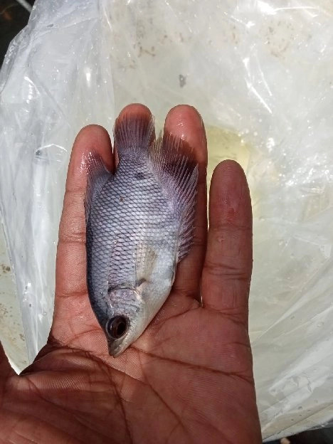 bibit ikan gurame soang ukuran 2 sampai 4 jari