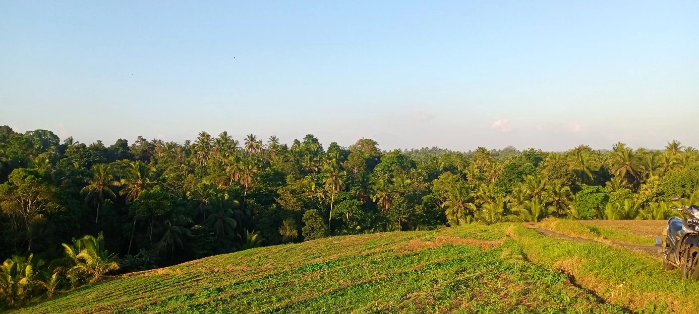 tanah sawah 