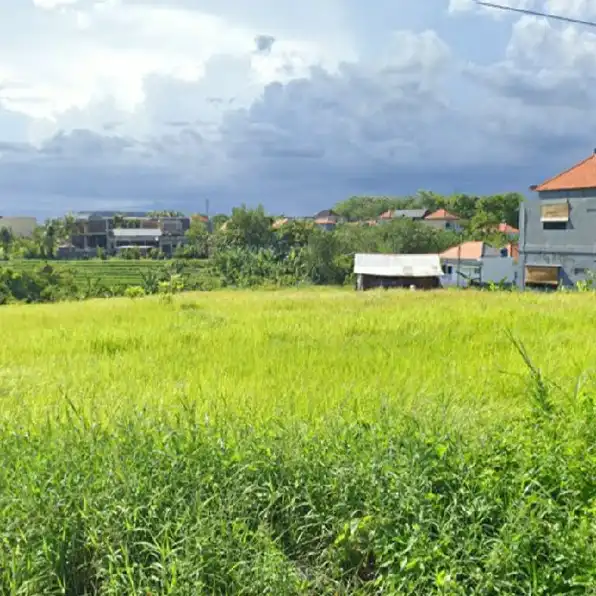 Dikontrakan 40 are, Jl. Abasan Tibubeneng Pantai Berawa Canggu Kuta Utara