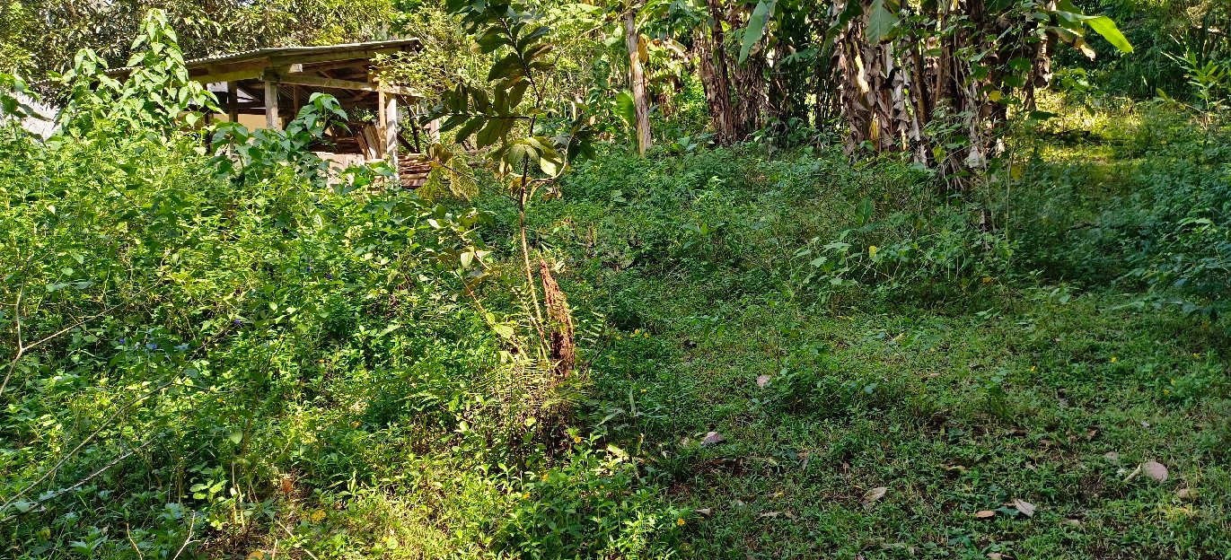 tanah kebun los sungai view abadi di bali