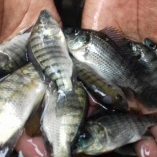 bibit ikan nila nirwana paket 1kg