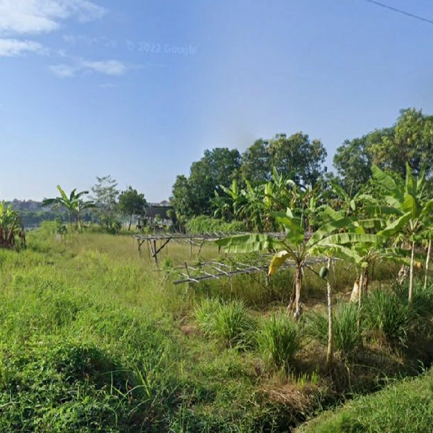 Dijual 11,9 are, Jl. Subak Canggu Batu Bolong Kuta Utara