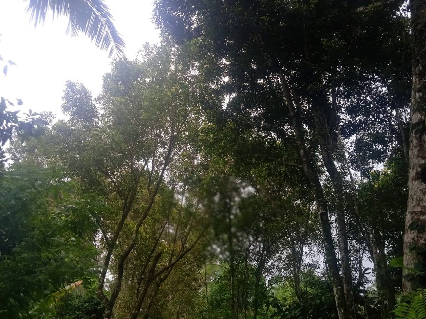 tanah kebun buah isi mata air di tabanan bali