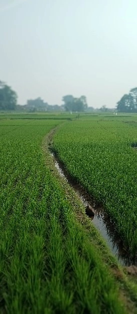 lahan sawah strategis