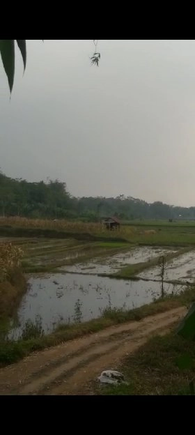 Tanah sawah produktif