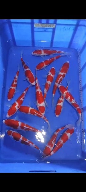 ikan koi size 25cm foto asli bisa cod/kirim